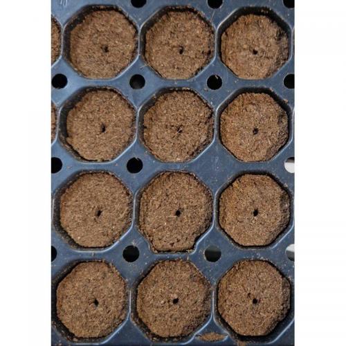 Eazy Plug Stecklingstrays CT104CR rund groß